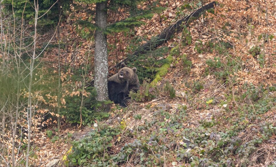 Atenție la urși Foto Romsilva