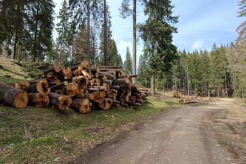Materialul lemnos fără acte a fost confiscat
