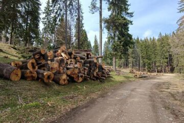 Materialul lemnos fără acte a fost confiscat