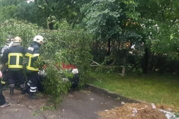 Un copac doborât de furtună a căzut pe trei mașini, în Suceava Fotografie generică