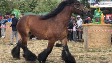 Târgul de cai de la Marginea, cel mai mare din Moldova, la a VII-a ediție 11