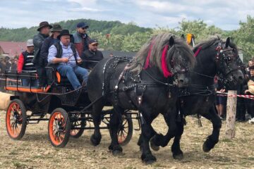 Târgul de cai de la Marginea, cel mai mare din Moldova, la a VII-a ediție 1