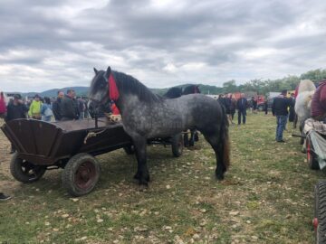 Târgul de cai de la Marginea, cel mai mare din Moldova, la a VII-a ediție 6