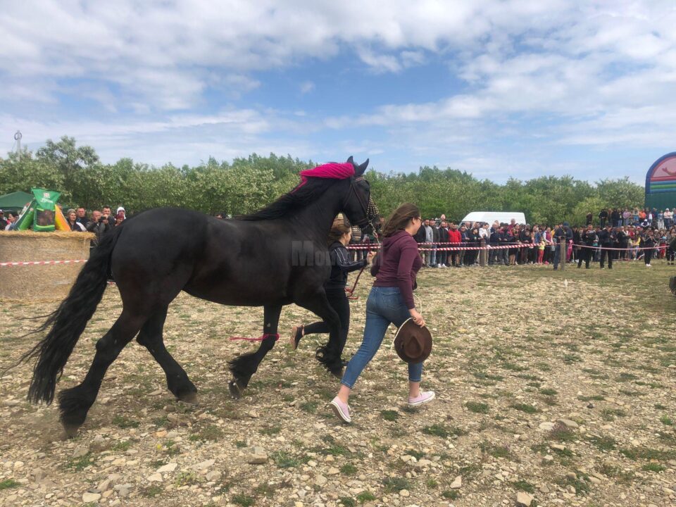 Târgul de cai de la Marginea, cel mai mare din Moldova, la a VII-a ediție 3