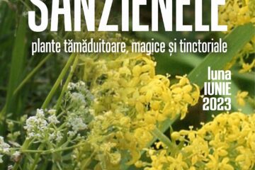 „Sânzienele – plante tămăduitoare, magice și tinctoriale”, la Muzeul de Științele Naturii