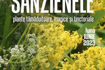 „Sânzienele – plante tămăduitoare, magice și tinctoriale”, la Muzeul de Științele Naturii