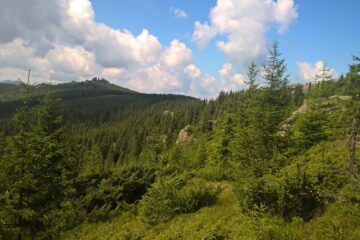 Cereri pentru aproape 10.000 de hectare de pădure, încă nesoluționate de comisiile de fond funciar din județ