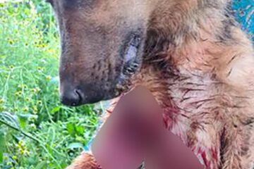 Câinele a fost împușcat într-o zonă de case din satul Măriței, comuna Dărmănești