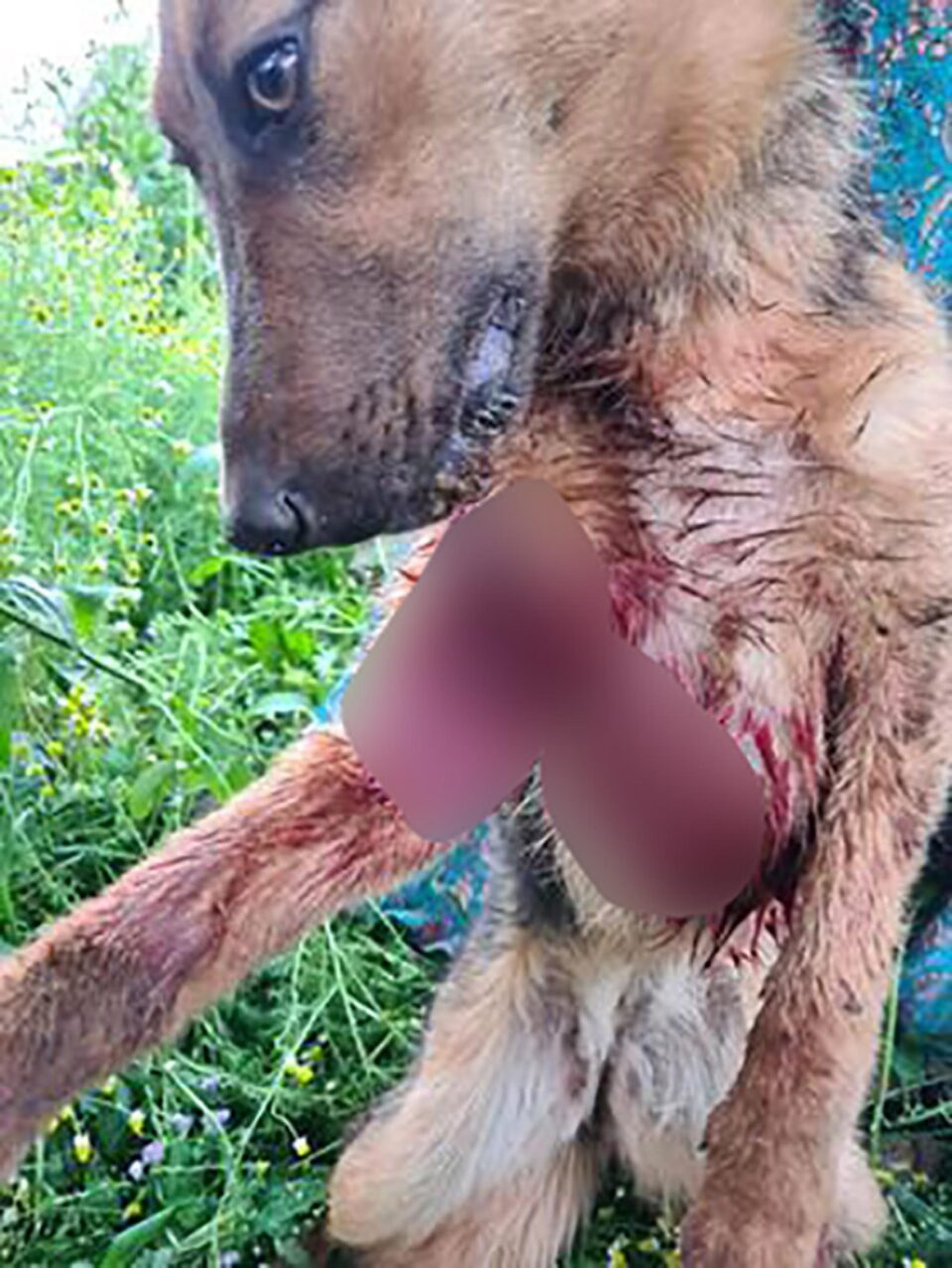 Câinele a fost împușcat într-o zonă de case din satul Măriței, comuna Dărmănești