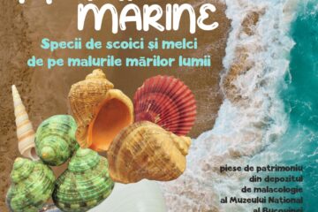 Expoziția „Amintiri marine. Specii de melci și scoici de pe malurile mărilor lumii”, la Muzeul de Științele Naturii