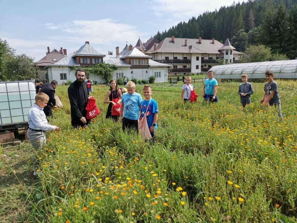 Arimateeamed, pasiune pentru produse naturiste, fitoterapie și remedii pentru un stil de viață sănătos