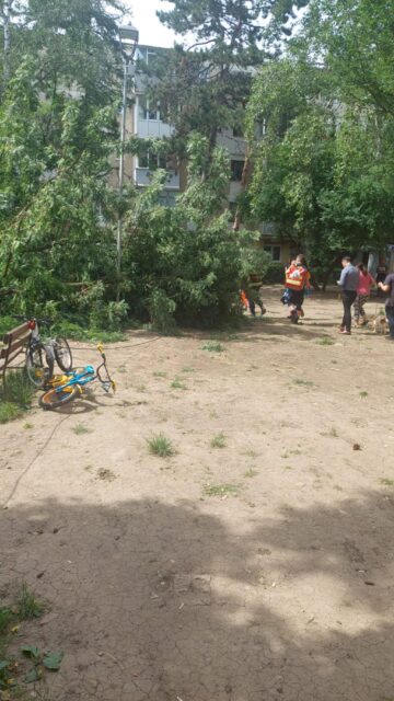 Un copac s-a prăbușit peste un loc de joacă de pe Aleea Saturn din municipiul Suceava