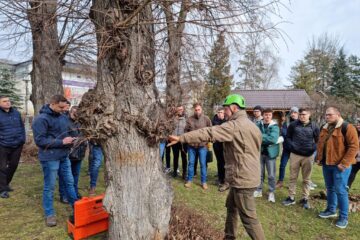 Evaluarea sanatatii arborilor cu ajutorul tomografului pentru copaci