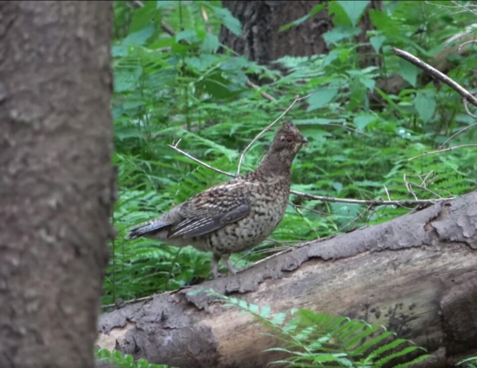 Găinușă de alun într-o pădure a Ocolului Silvic Putna