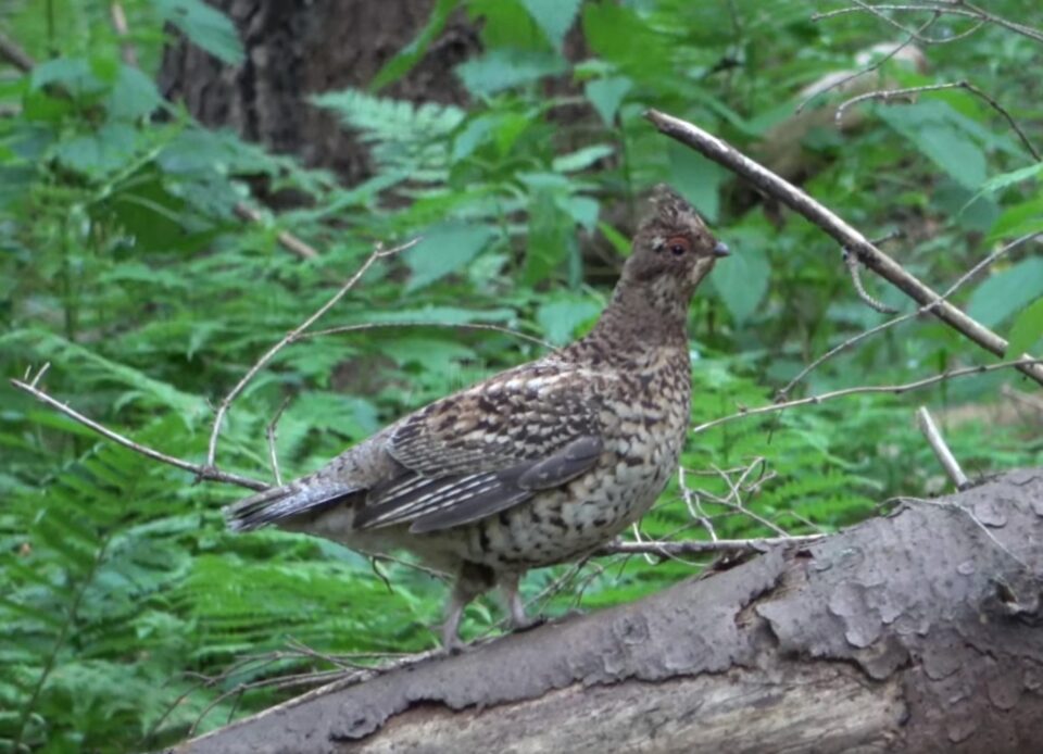 Găinușă de alun într-o pădure a Ocolului Silvic Putna