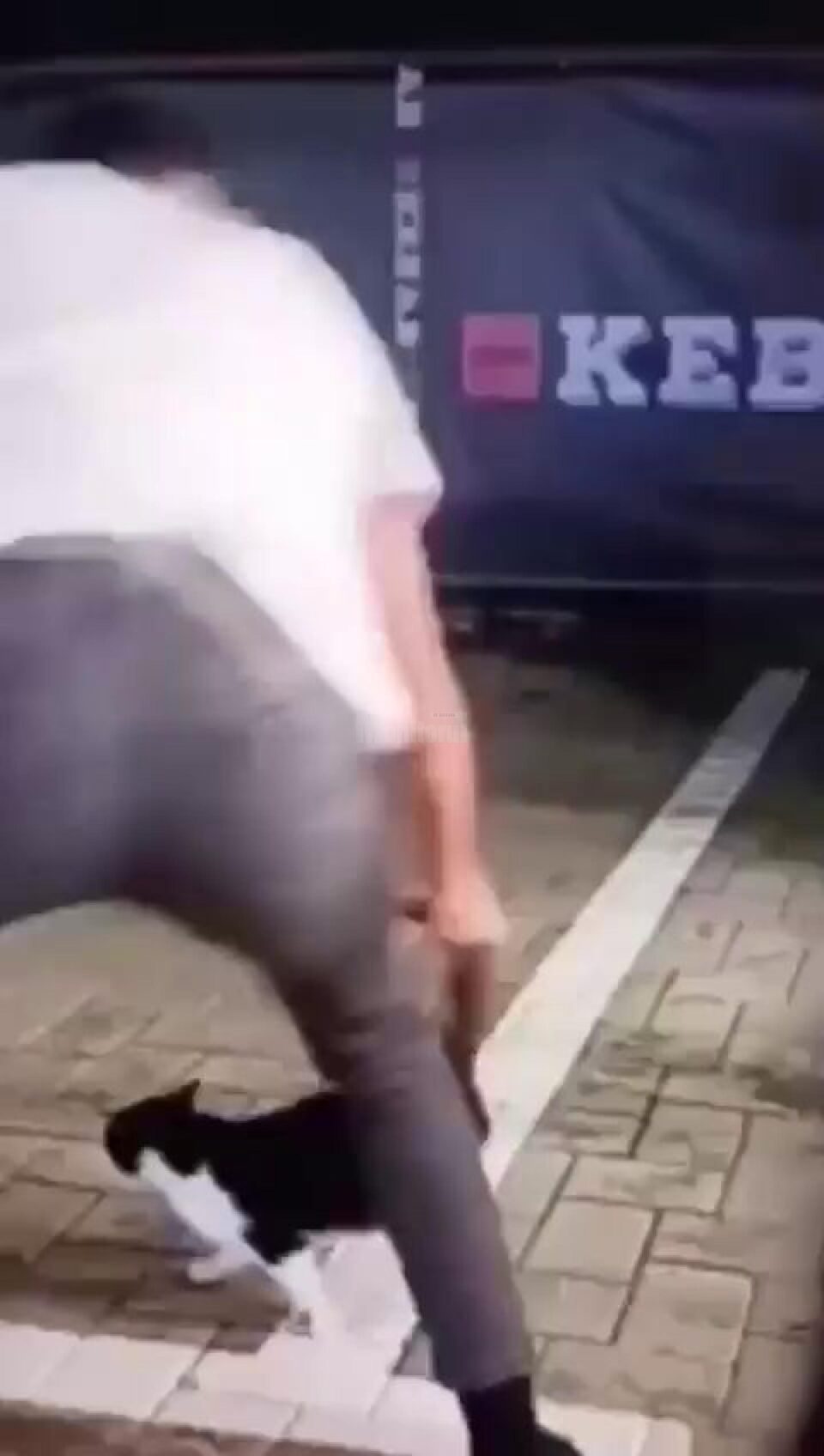 Pisică maltratată