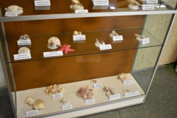 1.650 de piese, specii de melci și scoici de pe malurile mărilor lumii, expuse la Muzeul de Științele Naturii