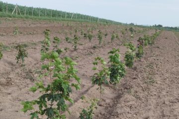 O suprafață de 3,41 ha de teren agricol slab productiv este deja împădurită cu specii forestiere de mare valoare economică 1