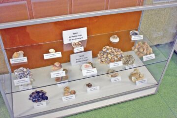 1.650 de piese, specii de melci și scoici de pe malurile mărilor lumii, expuse la Muzeul de Științele Naturii