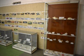 1.650 de piese, specii de melci și scoici de pe malurile mărilor lumii, expuse la Muzeul de Științele Naturii