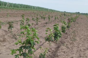 O suprafață de 3,41 ha de teren agricol slab productiv este deja împădurită cu specii forestiere de mare valoare economică