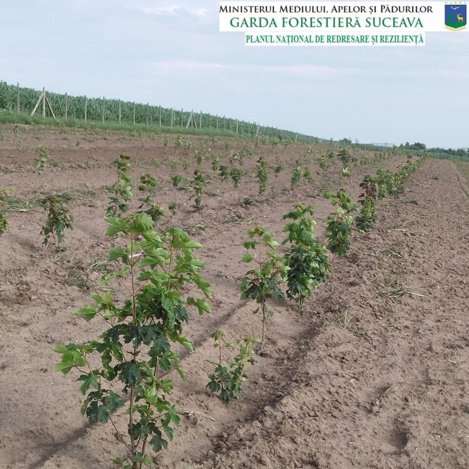 O suprafață de 3,41 ha de teren agricol slab productiv este deja împădurită cu specii forestiere de mare valoare economică O suprafață de 3,41 ha de teren agricol slab productiv este deja împădurită cu specii forestiere de mare valoare economică
