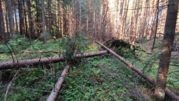 Arborii doborâți de vânt rămân în rezervație