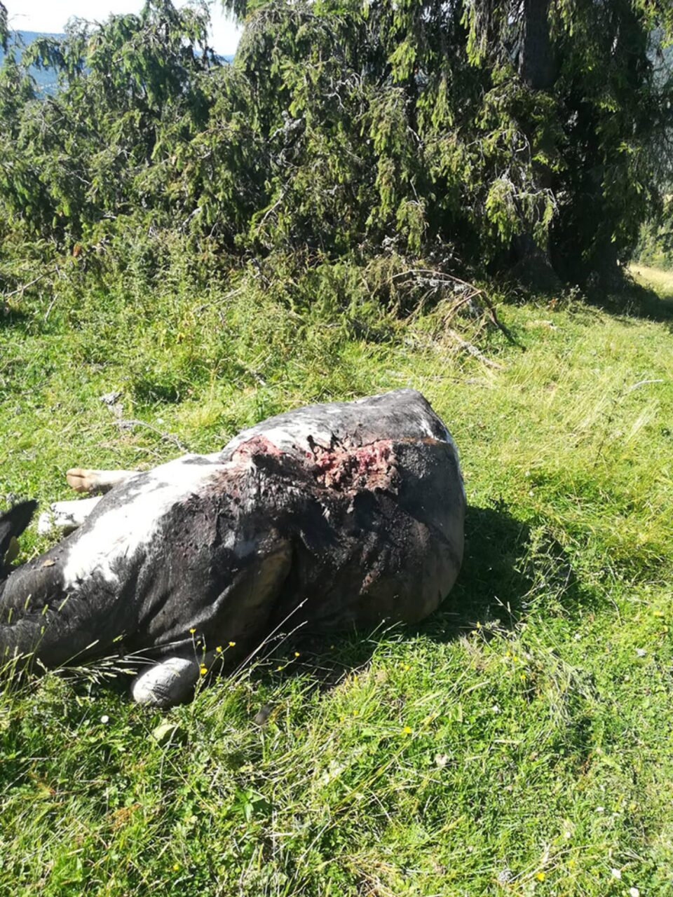 Vacile au fost atacate de urs pe timp de noapte