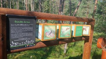 Informații despre frunzele arborilor din Tinovu Mare