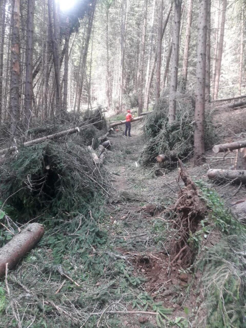 Mai multe trasee turistice, degajate de cei de la Salvamont Suceava după căderile de arbori