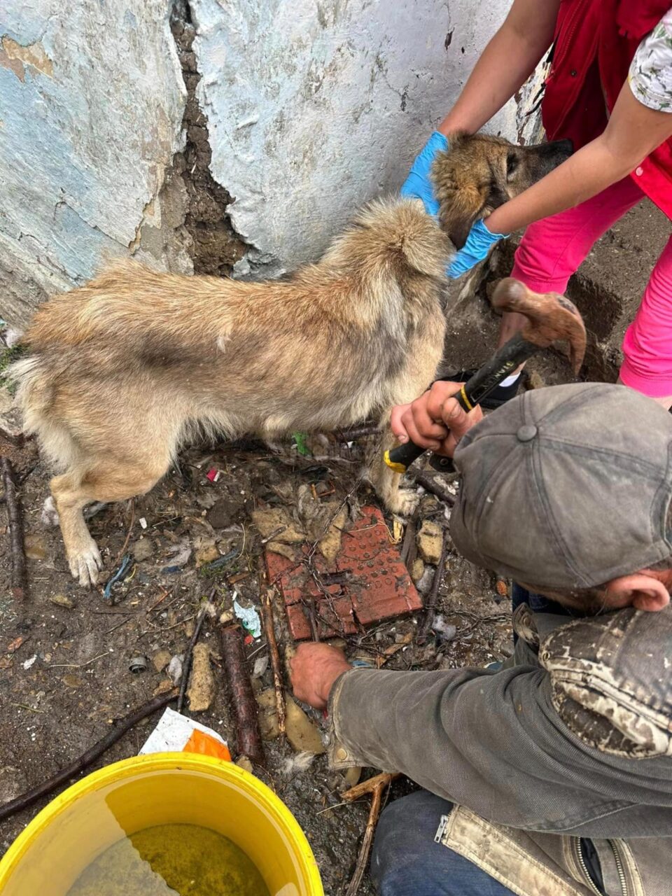 Alte suflete salvate de la o viață de chin sunt câinii și pisicile din curtea bătrânului
