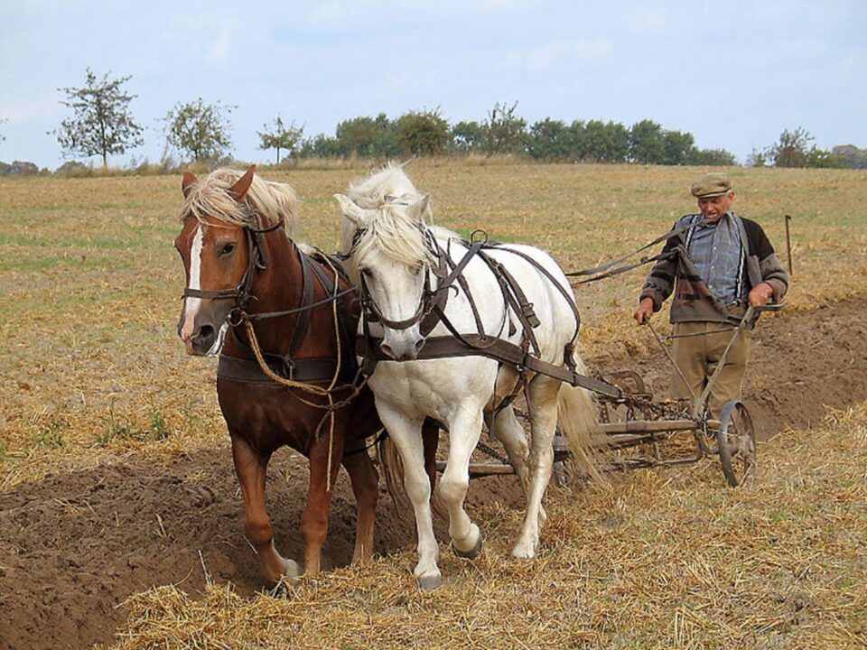 „Odinioară omul”