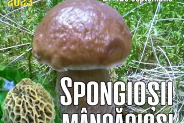 Lecție muzeală pentru elevi, despre ciuperci, la Muzeul de Științele Naturii Suceava