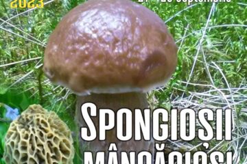 Lecție muzeală pentru elevi, despre ciuperci, la Muzeul de Științele Naturii Suceava