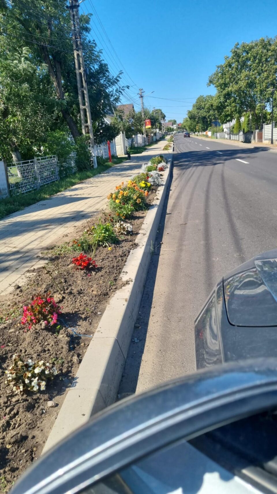 Nu mai puțin de 4.000 de trandafiri au fost plantați pe drumul principal din Moara