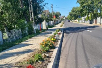 Nu mai puțin de 4.000 de trandafiri au fost plantați pe drumul principal din Moara