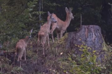 Capra cu doi iezi dintr-o pădure administrată de Ocolul Silvic Putna - foto-video Adi Luca