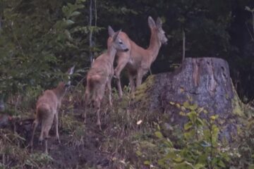 Capra cu doi iezi dintr-o pădure administrată de Ocolul Silvic Putna - foto-video Adi Luca