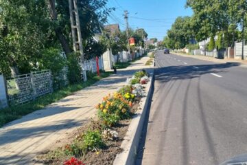 4.000 de trandafiri au fost plantați pe drumul principal din Moara