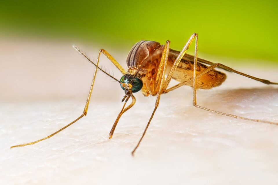 Primul caz, după 4 ani, de meningită cu virusul West Nile, transmis de țânțari, diagnosticat la o femeie din Rădășeni FOTO cdc.gov Primul caz, după 4 ani, de meningită cu virusul West Nile, transmis de țânțari, diagnosticat la o femeie din Rădășeni FOTO cdc.gov
