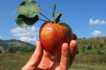 IEPURELE REVIZIONIST ȘI MASTURBAREA CU MORCOV