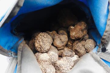 Confiscare trufe negre