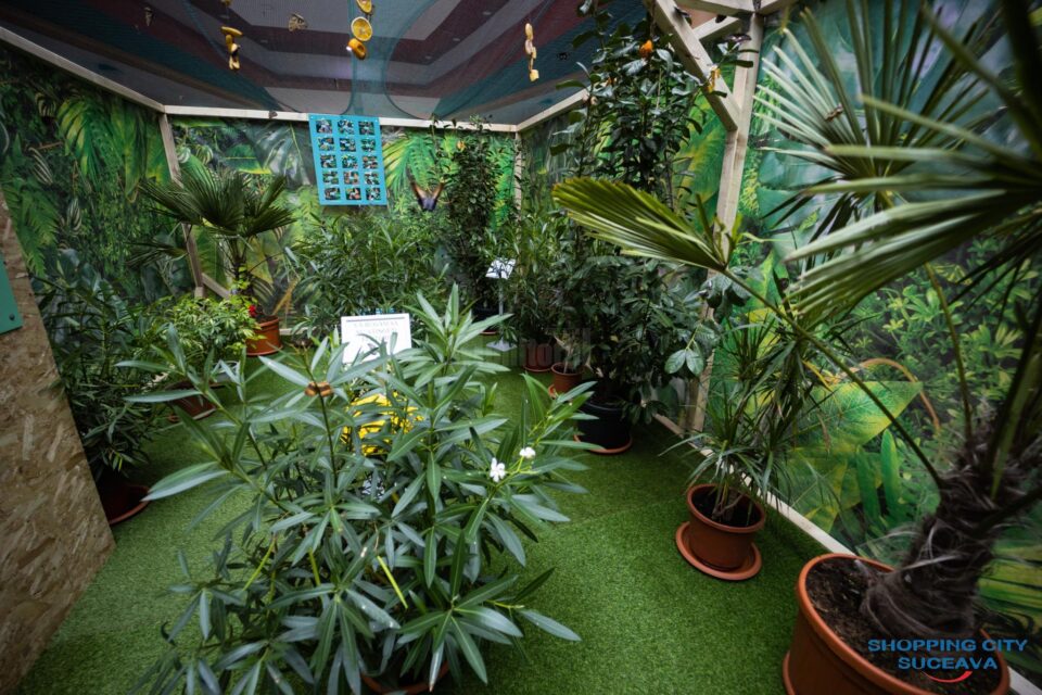 Expoziție de fluturi tropicali vii, la Shopping City Suceava