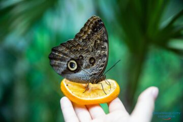 Expoziție de fluturi tropicali vii, la Shopping City Suceava