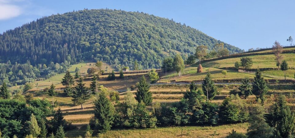 Suprafața totală de pădure în România este de 7.037.607 ha, din care terenuri acoperite cu arbori 6.929.047 ha, iar terenuri destinate împăduririi 56.653 ha 1