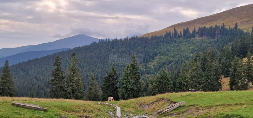 Suprafața totală de pădure în România este de 7.037.607 ha, din care terenuri acoperite cu arbori 6.929.047 ha, iar terenuri destinate împăduririi 56.653 ha