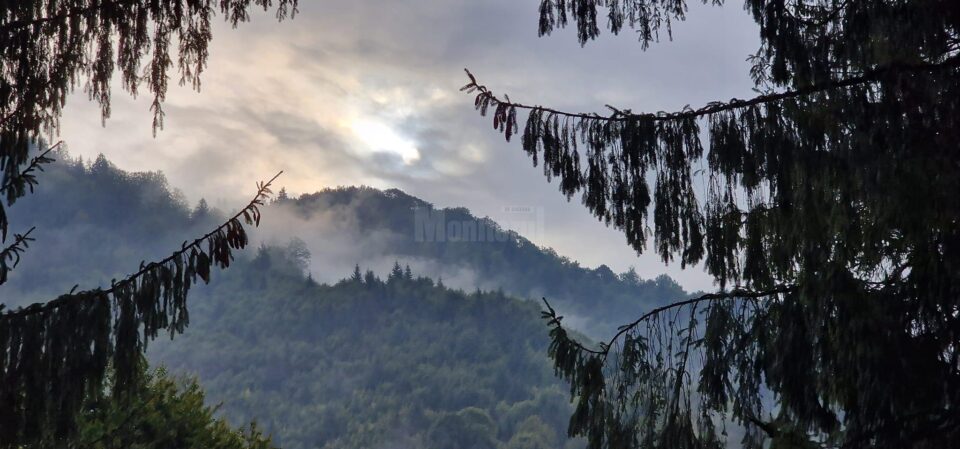 Suprafața totală de pădure în România este de 7.037.607 ha, din care terenuri acoperite cu arbori 6.929.047 ha, iar terenuri destinate împăduririi 56.653 ha