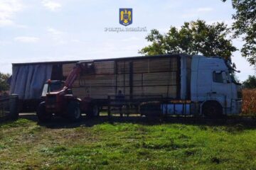 Vehicule folosite la transportul ilegal de material lemnos, în valoare totală de 70.000 de euro, confiscate de polițiști