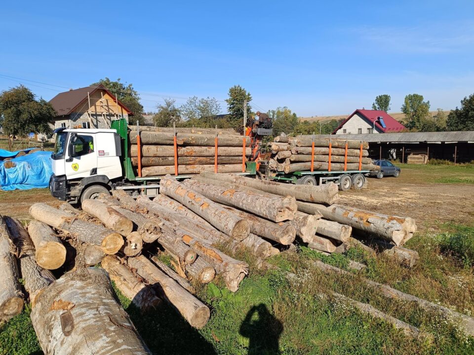Peste 500 metri cubi de material lemnos au fost confiscați de la o singură firmă