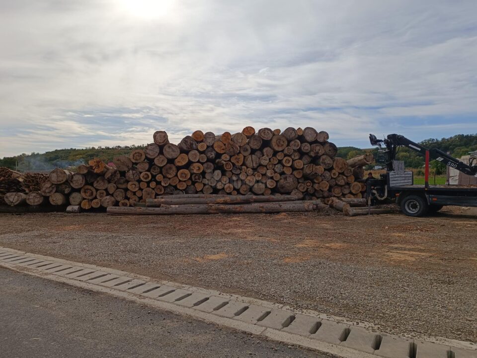 Peste 500 metri cubi de material lemnos au fost confiscați de la o singură firmă